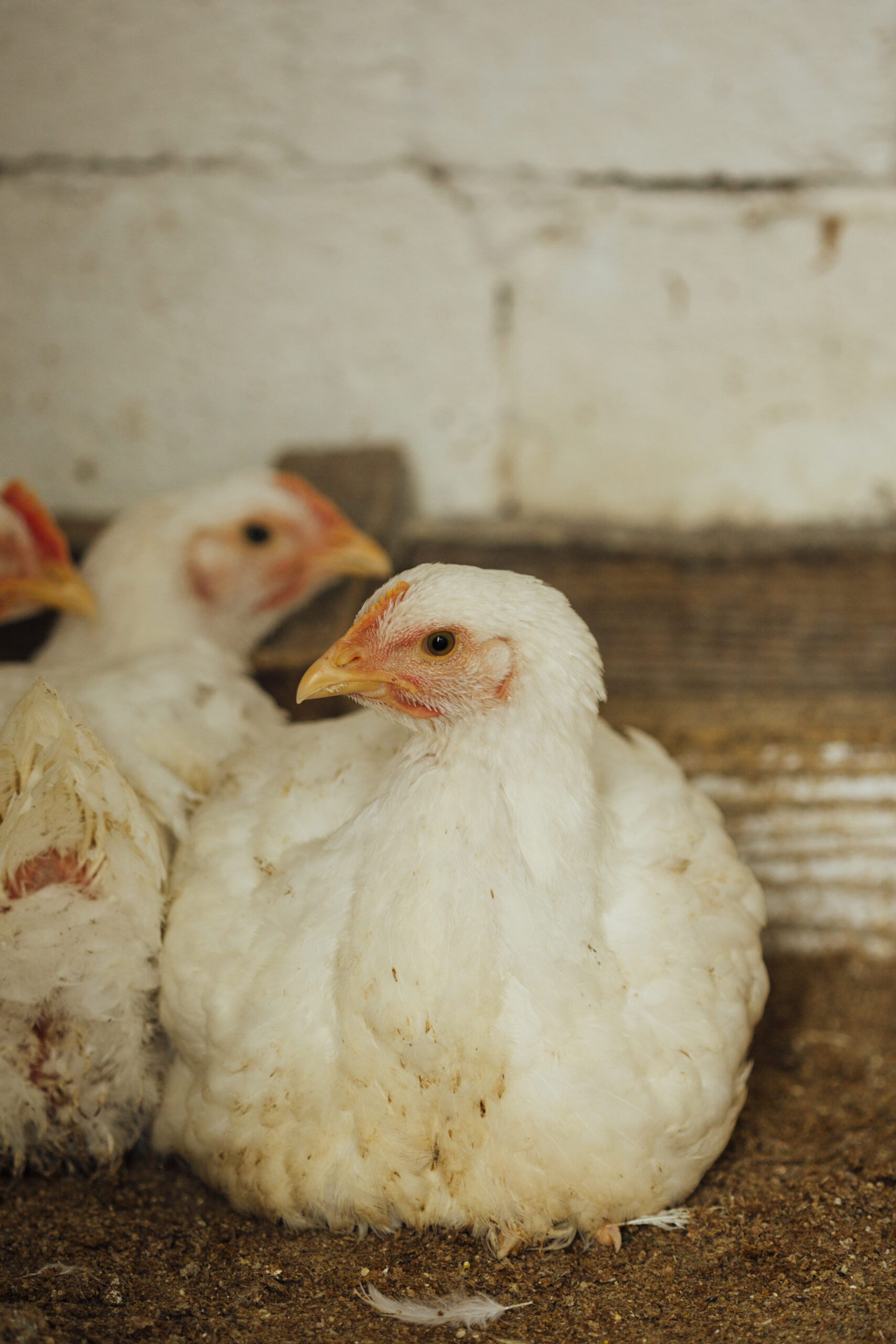 close-up-chicken-pen